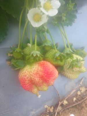 Strawberry