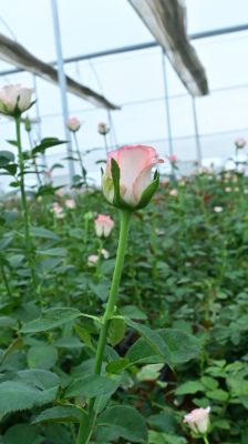 Rose Farming