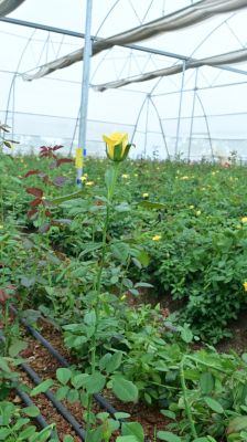 Rose Farming