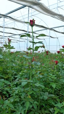 Rose Farming