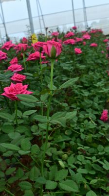 Rose Farming