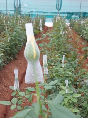 Rose Farming