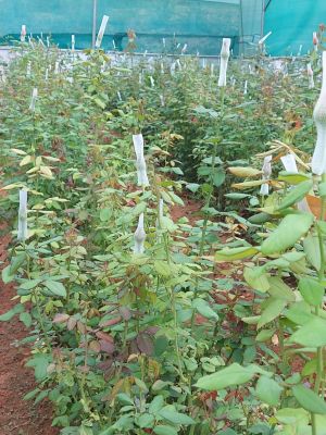 Rose Farming