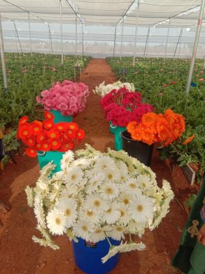 Transvaal Daisy Flower Farming