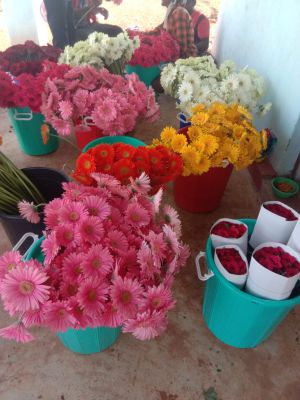 Transvaal daisy Flower