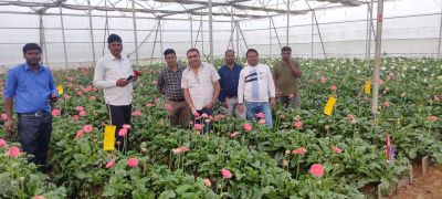 Transvaal daisy Flower