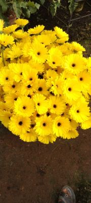 Transvaal daisy Flower