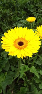 Transvaal daisy Flower