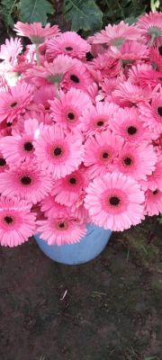 Transvaal daisy Flower