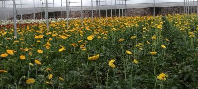 Transvaal daisy Flower