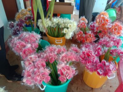 Transvaal daisy Flower