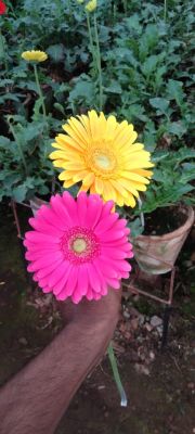 Transvaal daisy Flower