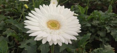 Transvaal daisy Flower