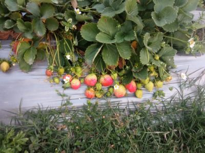 Strawberry Farming