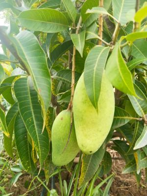 Mango Farming