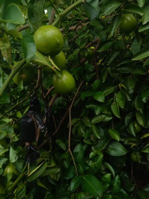 Lime Farming