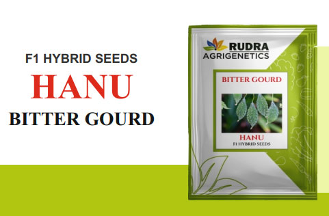 HANU BITTER GOURD