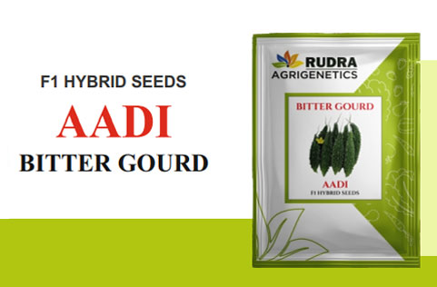AADI BITTER GOURD