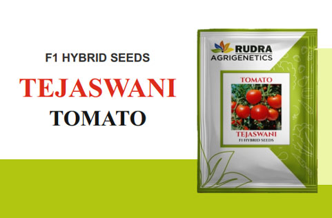 TEJASWANI TOMATO