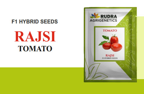 RAJSI  TOMATO