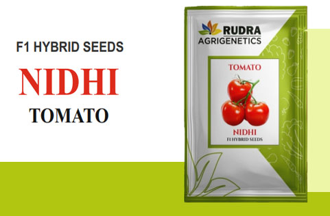 NIDHI TOMATO