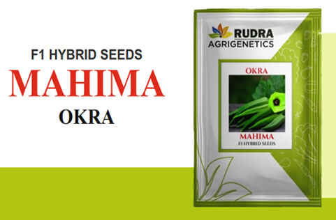 MAHIMA OKRA