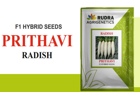 PRITHAVI RADISH