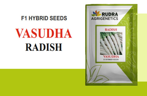 VASUDHA  RADISH
