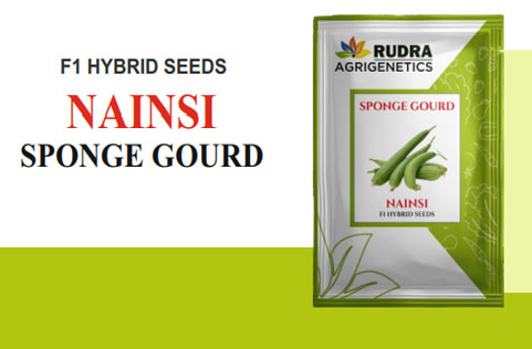 NAINSI  SPONGE GOURD