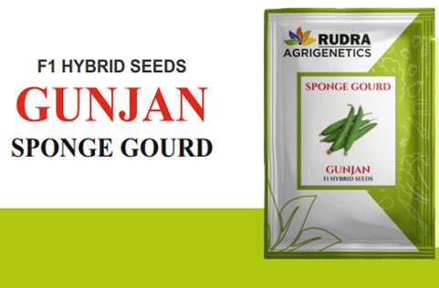 GUNJAN SPONGE GOURD