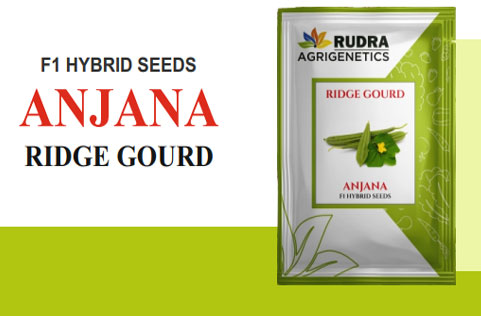 ANJANA RIDGE GOURD
