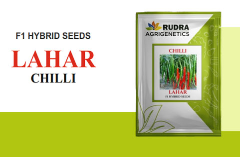 LAHAR CHILLI