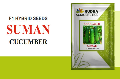 SUMAN CUCUMBER
