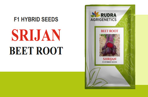 SRIJAN BEET ROOT