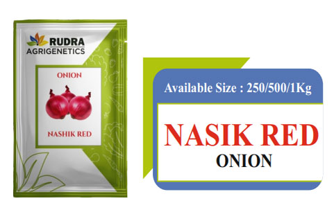 NASIK RED ONION