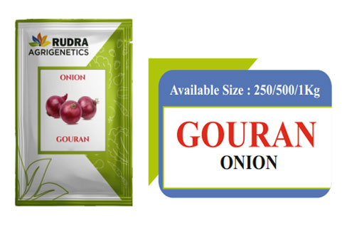 GOURAN  ONION