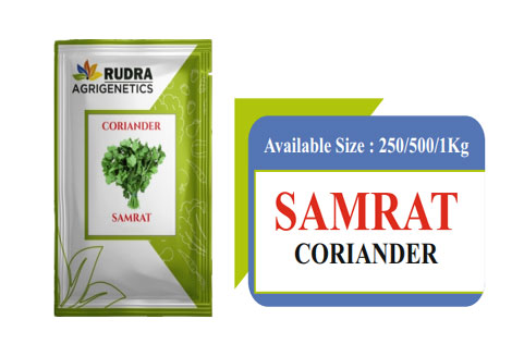 SAMRAT CORIANDER
