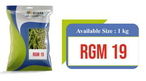 RGM 19