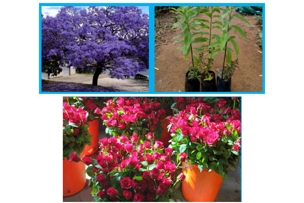 Flower And Forestry Plants